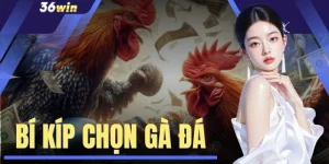 Bí Kíp Chọn Gà Đá