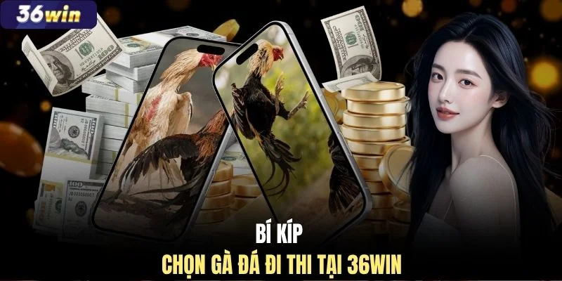 Bí kíp chọn gà đá đi thi tại 36WIN