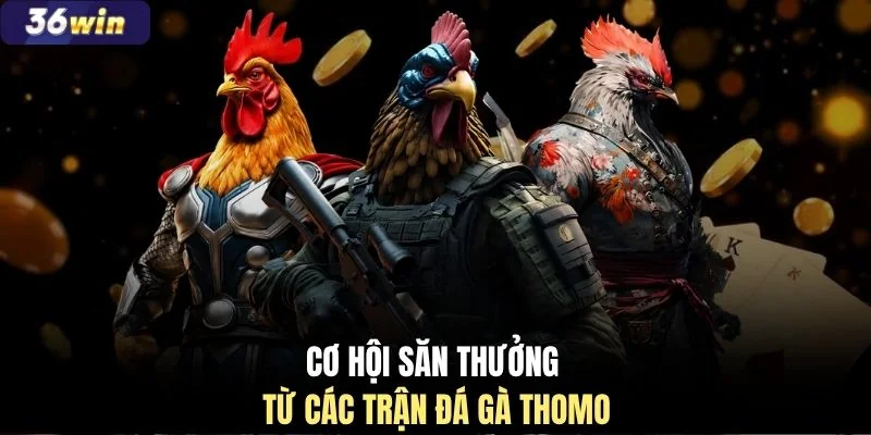 Cơ hội săn thưởng từ các trận đá gà Thomo