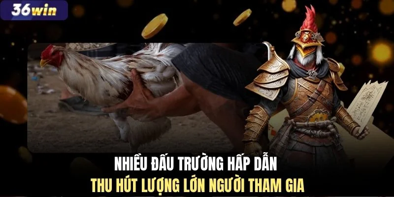 Nhiều đấu trường hấp dẫn thu hút lượng lớn người tham gia