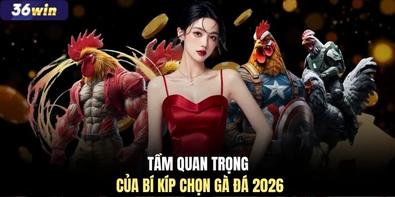 Tầm quan trọng của bí kíp chọn gà đá 2026