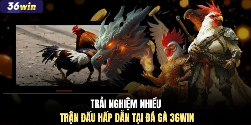 Trải nghiệm nhiều trận đấu hấp dẫn tại đá gà 36WIN 